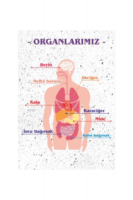 Organlarımız Afişi