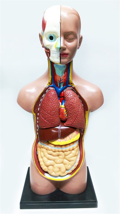 İnsan Vücudu Torso (50 Cm)
