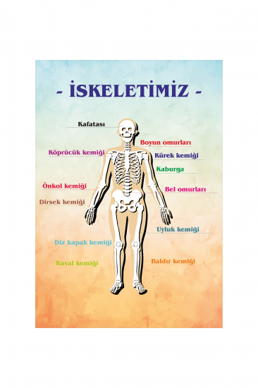İskeletimiz Afişi