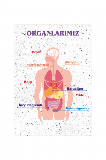 Organlarımız Afişi